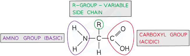 <p>all have the same general structure - central carbon atom bonded to a carboxyl group (-COOH) and an amino group (-NH₄), a hydrogen atom and an R group</p><p>an R group is a carbon chain which is different in each amino acid</p><p>they differ in size, polarity and charge</p>