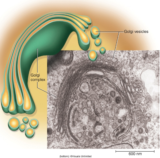 <p>Receives newly synthesized proteins from rough ER —> Packages &amp; sorts proteins for —> secretion and delivery to lysosomes</p>