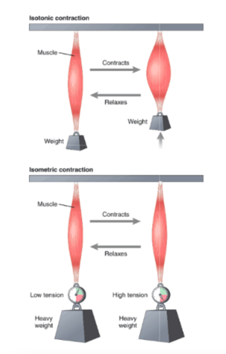 <p>Isometric: muscle does not shorten during contraction</p><p>-> occurs when the load is greater than the force of the muscle contraction; the muscle creates tension when it contracts</p><p>-> often used when comparing functional characteristics of different muscle types: records changes in force of muscle contraction independent of load inertia</p><p>Isotonic: muscle shortens but tension on the muscle remains constant throughout the contraction</p><p>-> occurs when the force of the muscle contraction is greater than the load</p>