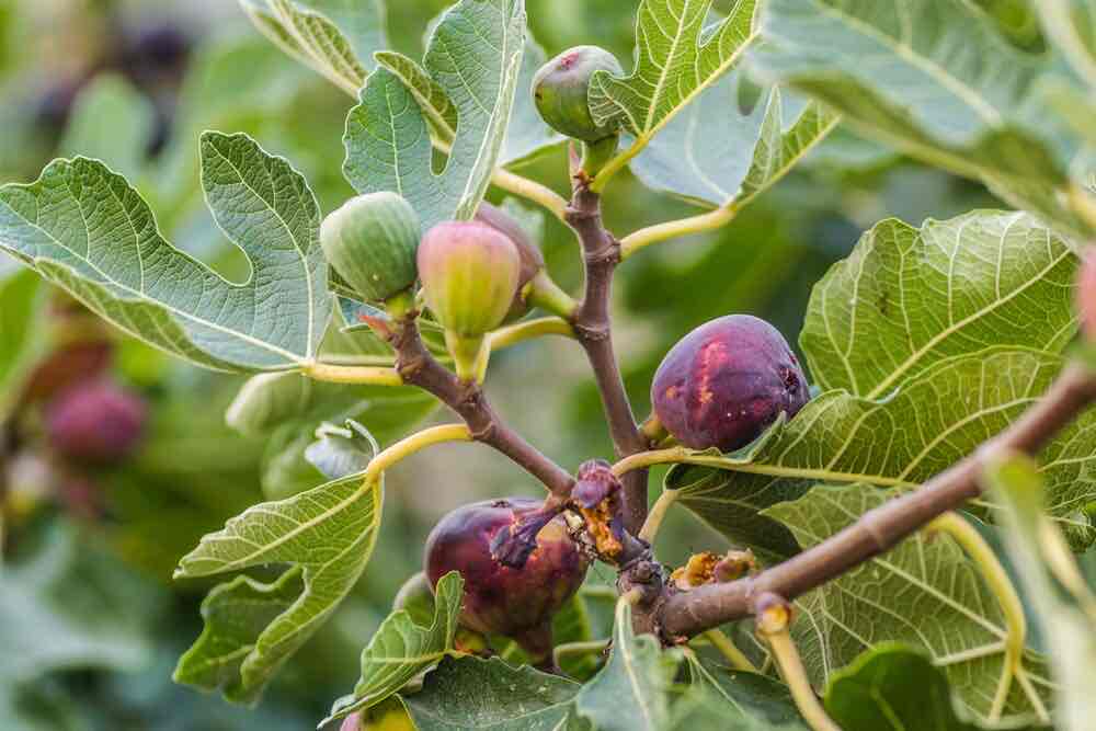 <p>Ficus carica </p>