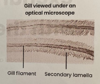 <ul><li><p>Gills made of <strong>many filaments</strong> covered with <strong>many lamellae</strong></p><ul><li><p><strong>increases SA</strong> for diffusion</p></li></ul></li><li><p><strong>Thin</strong> lamellae wall/ epithelium</p><ul><li><p>so <strong>short diffusion distance</strong> between water/ blood </p></li></ul></li><li><p>Lamellae have a <strong>large number </strong>of <strong>capillaries </strong></p><ul><li><p>remove O2 and bring CO2 quickly so maintains <strong>conc gradient </strong></p></li></ul></li><li><p><strong>Counter current flow </strong></p></li></ul><p></p>