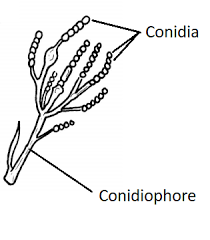 <p>Conidiophores + conidia </p>