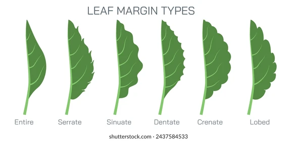 <p>the outer edge of a leaf</p>