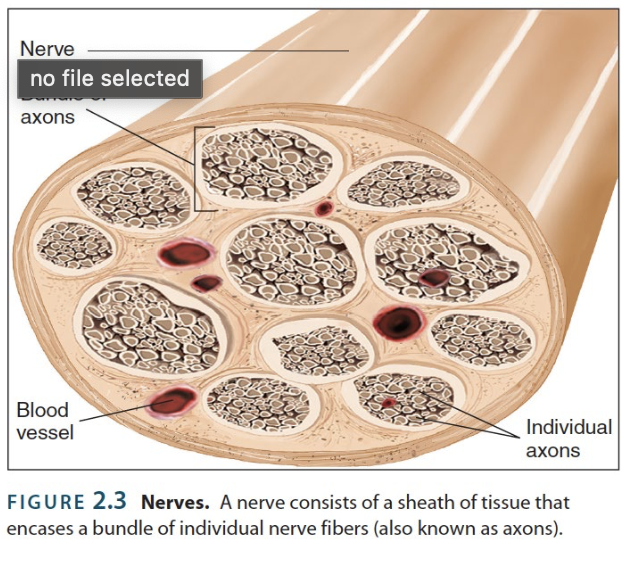 <p>→ enclosed, cable-like bundles of axons in the PNS</p><ul><li><p><strong>Spinal</strong></p></li><li><p><strong>Cranial</strong></p></li></ul><ul><li><p>Most contain a mix of <strong>motor</strong> and<strong> sensory neurons</strong></p><p></p></li></ul><p></p>