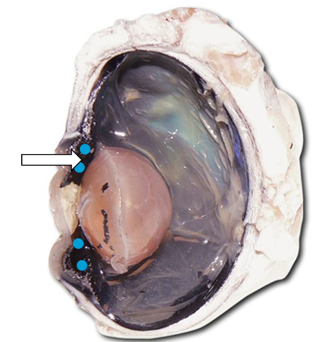 <p>name the structure</p>