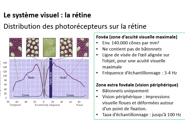 <ul><li><p>batonnet uniquement</p></li><li><p>vision périphérique, impressions visuelle floue et déformé autour point de fixation</p></li></ul><p></p>
