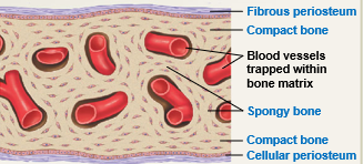 <p>The following occurs during the (?) stage of intramembranous ossification.</p><ul><li><p>osteons begin to develop due to remodeling around blood vessels</p></li><li><p>the matrix has appearance of spongy bone. Compact bone appears on superficial surface</p></li><li><p>periosteum develops (fibrous and cellular)</p></li></ul>