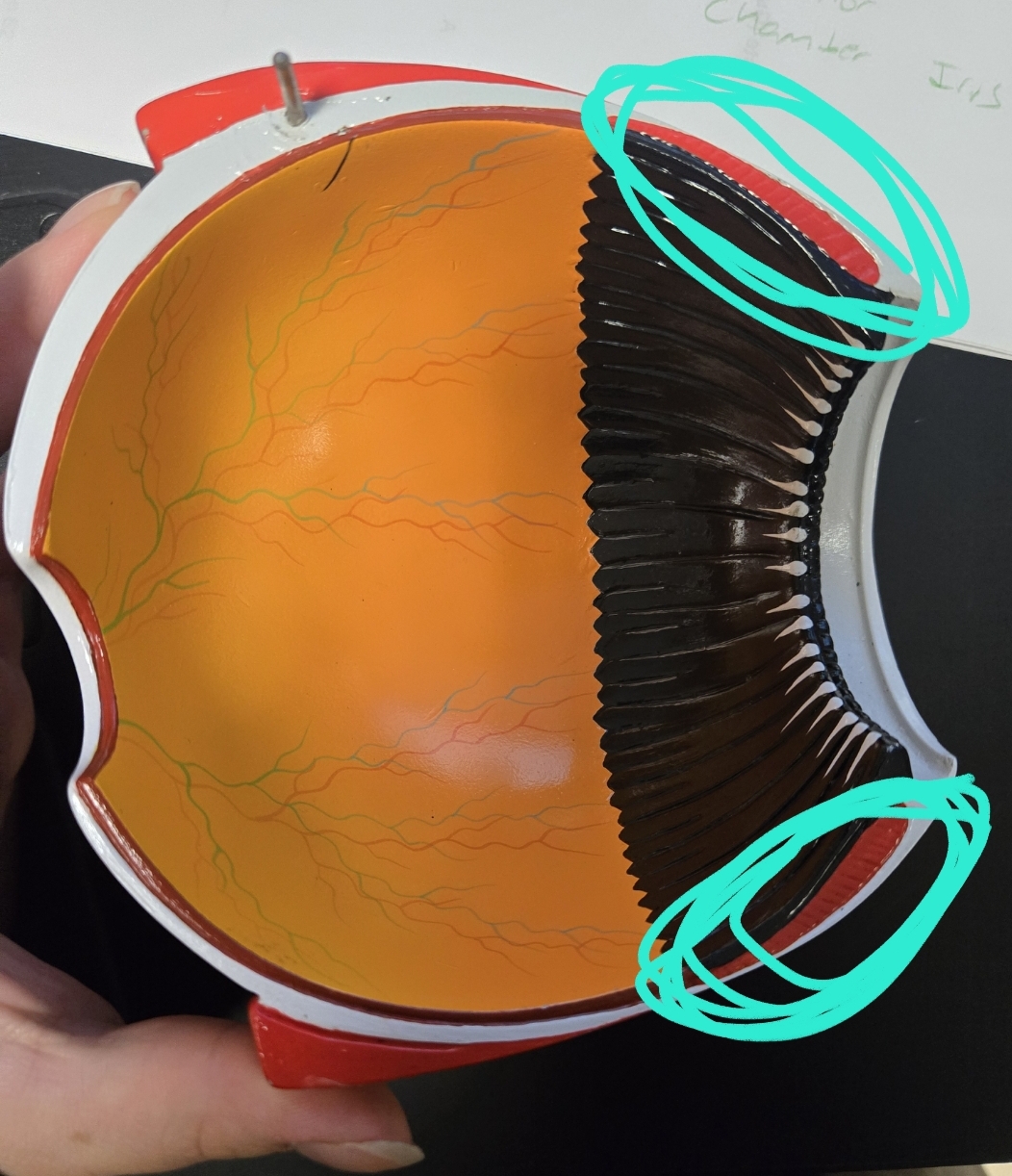 <p>Anatomy of the eye: Tunics</p>