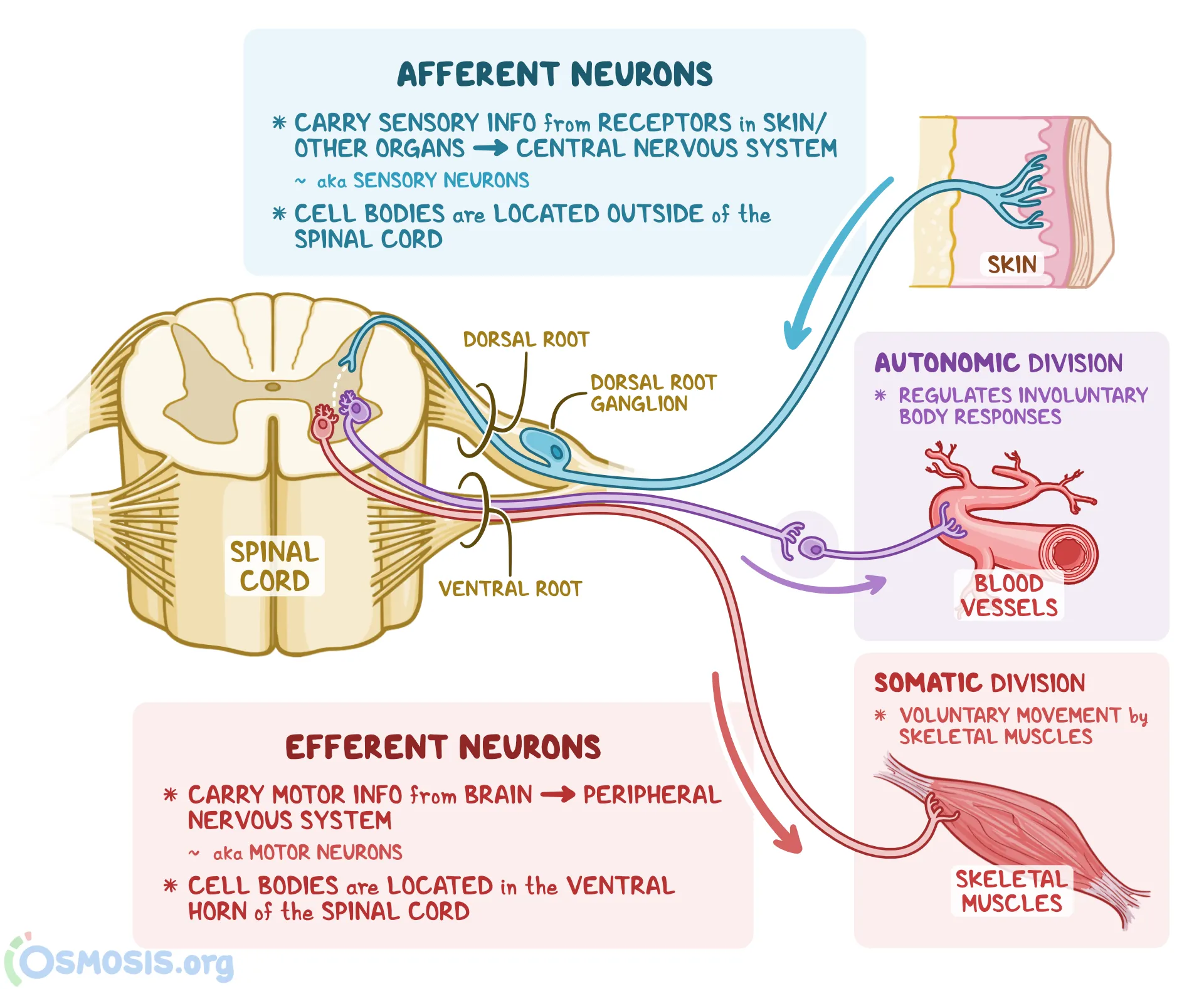 <p>Sensory Neuron that signals to the CNS</p>