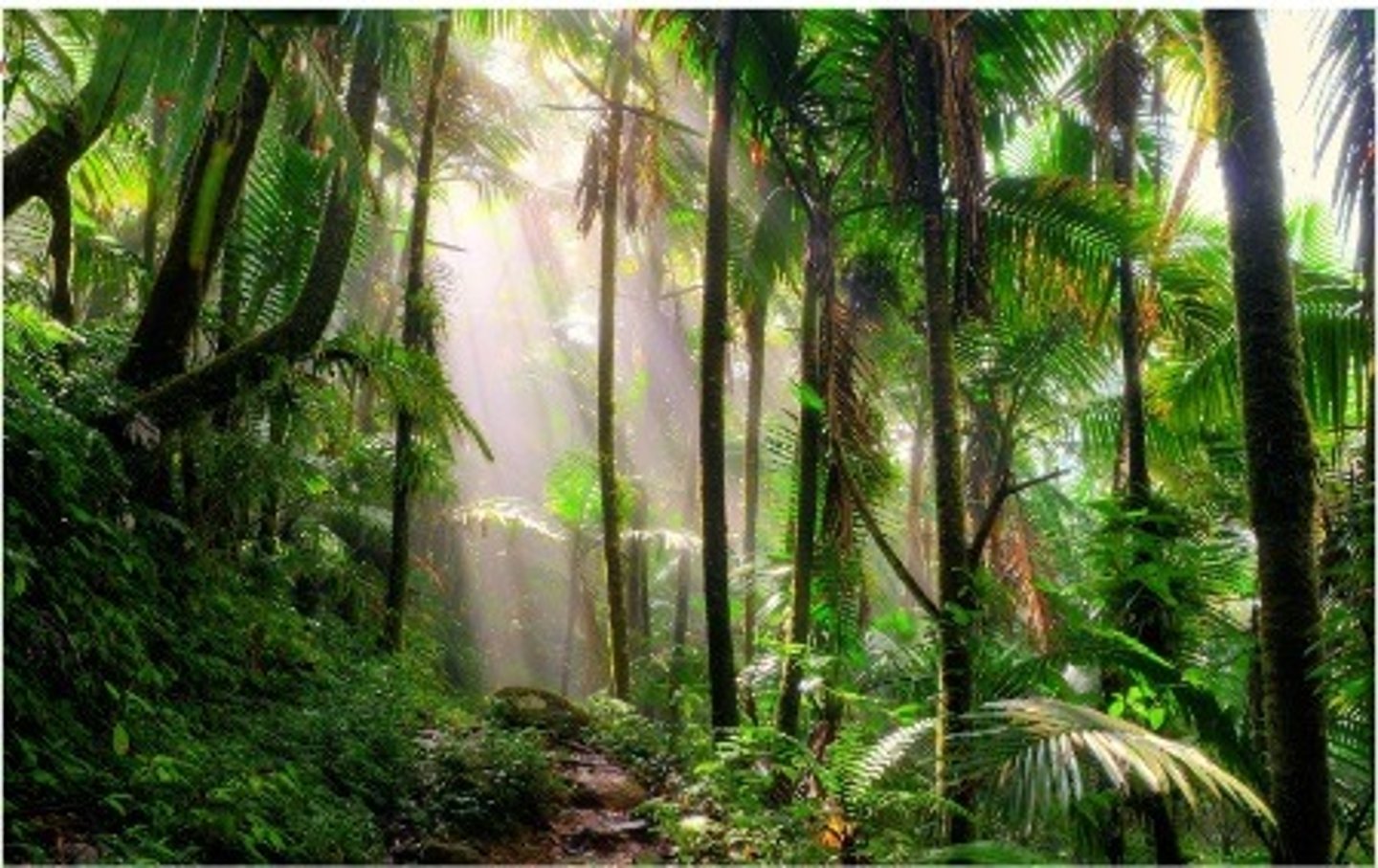 <p>ormanın/cangılın tam ortası</p>