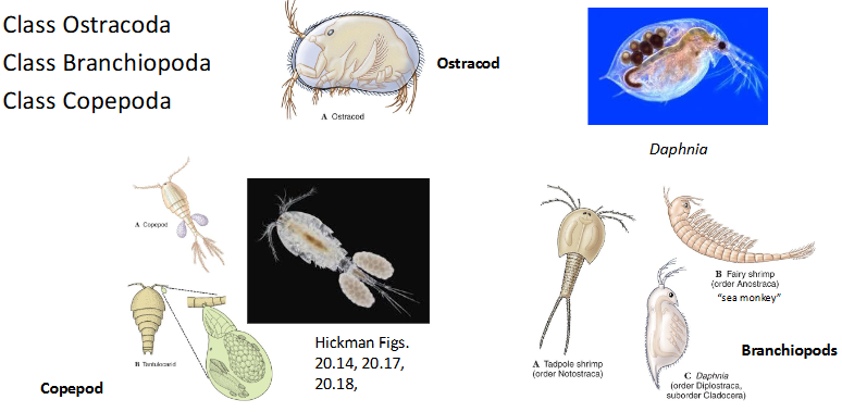 <ul><li><p>Class Ostracoda</p></li><li><p>Class Branchiopoda</p></li><li><p>Class Copepoda</p></li><li><p>Class Cirripedia (barnacles)</p></li><li><p>Class Malacostraca</p></li></ul><p></p>