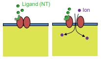 <p>ligsnd gated ion channels</p><p>NT binding opens the channels; ion flow through</p><p>involved in fast synaptic transmission</p>