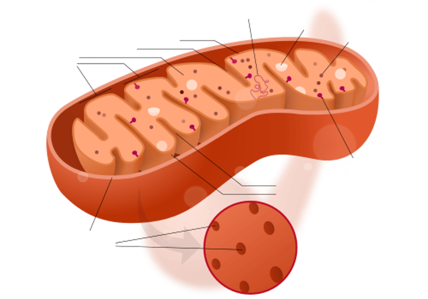 <p>supplies energy to cell by converting glucose into ATP</p>
