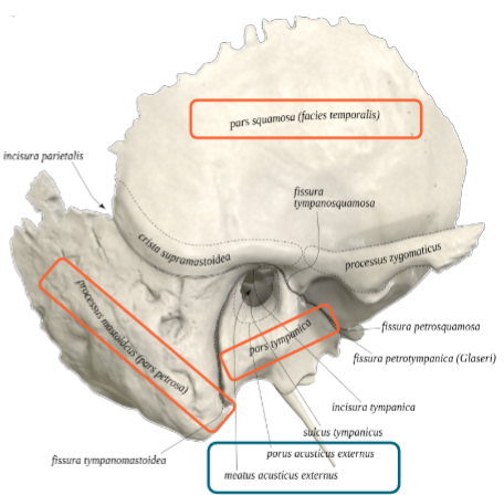 <p>WAAR? in processus mastoideus os temporale</p><p>WAT? botuitsteeksel net achter het oor = preus bot met luchtholtes<br>BESTAAT UIT: uitgebreid, samenhangend celsysteem gevuld met lucht:</p><ul><li><p>kleine mastoïdcellen</p></li><li><p>antrum (mastoideum) =  communiceert met cavum tympani</p></li></ul><p></p>