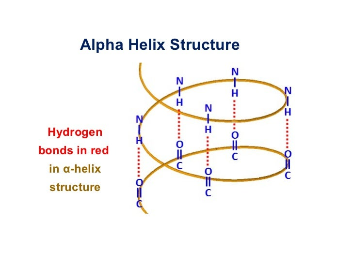 <p><span>hydrogen bonds are formed between the -C=O group of one amino acid and the –N-H group of an amino acid 4 amino acids further up along the polypeptide chain. </span></p><p><span>These hydrogen bonds stabilize and are a driving force for the formation of α-helices</span></p>