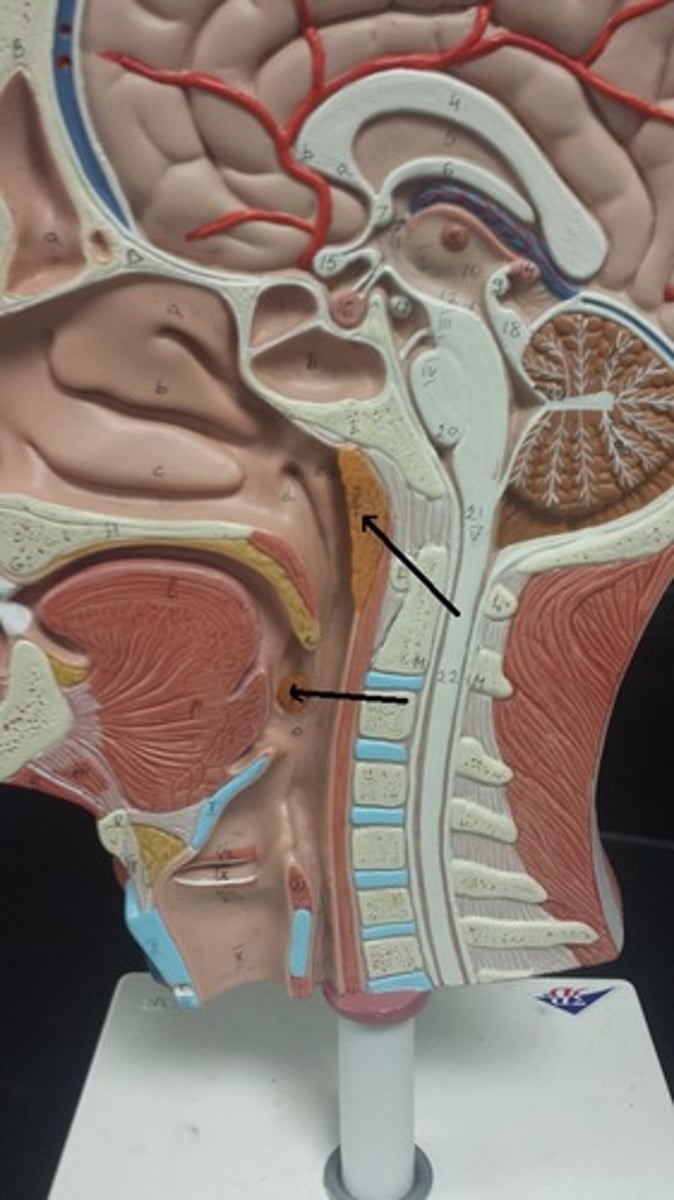 <p>bottom arrow is pointing to</p>