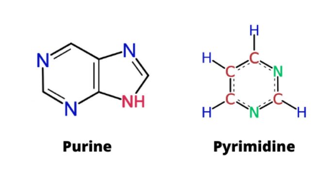 <ul><li><p>Types of nitrogenous bases in DNA and RNA that have a single ring structure.</p></li><li><p>DNA pyrimidines include the bases <u>Cytosine</u> and <u>Thymine</u>. RNA pyrimidines include <u>Cytosine</u> and <u>Uracil</u></p></li></ul><p></p>