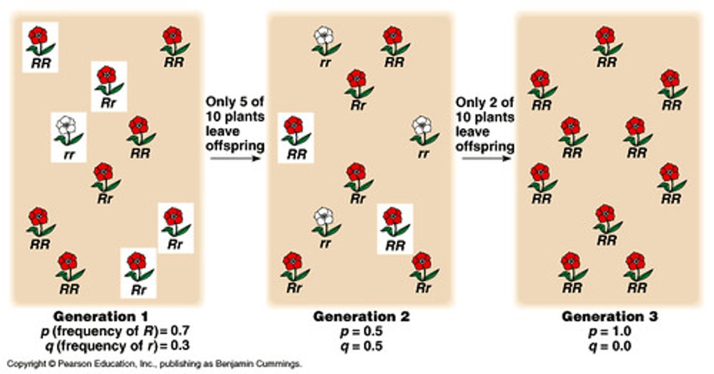 <p>Random changes in allele frequencies from one generation to the next, especially impactful in small populations<br><br>Specific types include the founder and bottleneck effect</p>