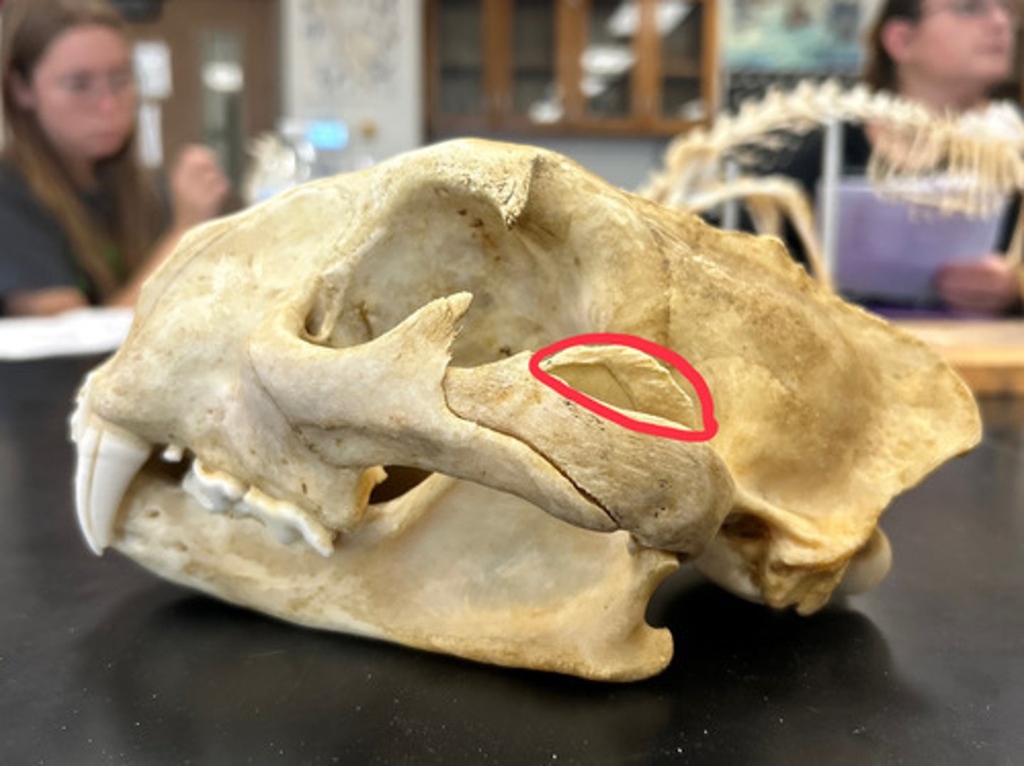 <p>What is this?</p>