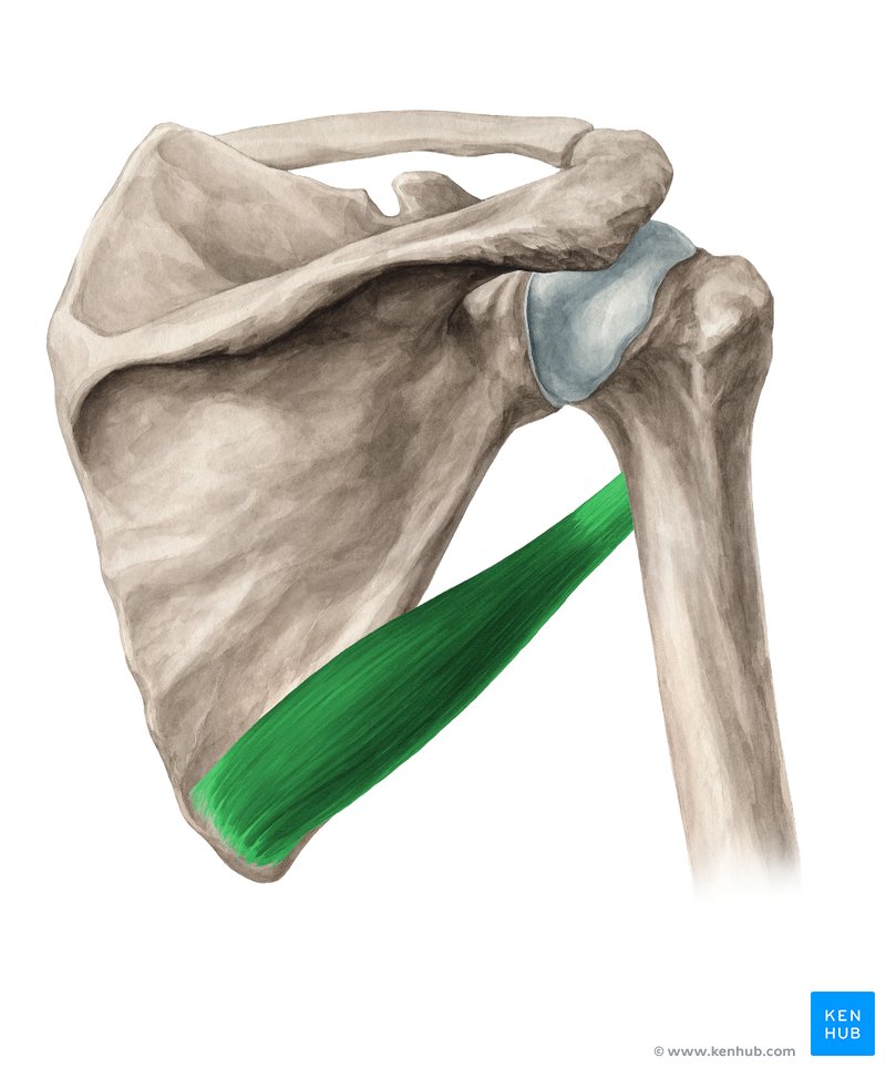 <p>Runs from the lower lateral border of the scapula to the humerus; extends, adducts, and medially rotates the arm.</p>