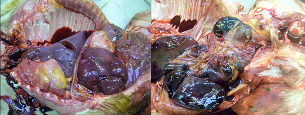 <p>Sporadic</p><p>Excess body fluids</p><p>Sparce/absent liver and lung lesions</p><p>Spleen is best for virus isolations</p><p>Many lesions secondary to hypoxia</p>