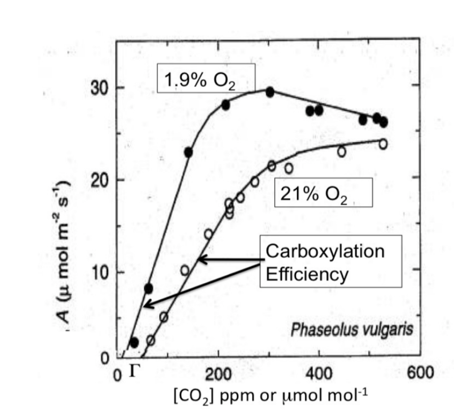 <ol><li><p>Reduced oxygenase activity</p></li><li><p>Carboxylase Efficiency (Rubisco activity) <strong><em>Increased</em></strong></p></li><li><p>CO2 Compensation point <strong><em>reduced: </em></strong>from 40-10</p><ul><li><p>Meaning that less CO2 concentration is needed to get CO2 assmilation to meet CO2 loss</p><p>→ Less CO2 lost because <strong>photorespiration</strong> is lower!</p></li></ul></li><li><p>Max assmilation is higher</p></li><li><p>A Decrease Assilimation at high CO2 (at the end of the graph)</p></li></ol><p></p>