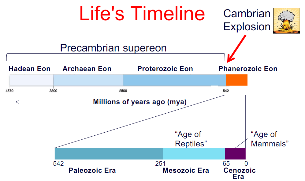 <p>What do the boundaries between time eras represent?</p>