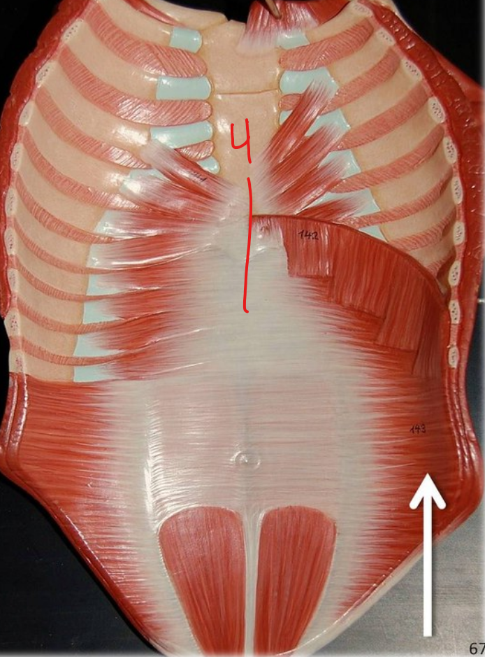 Anterior muscles of abdominal wall #4