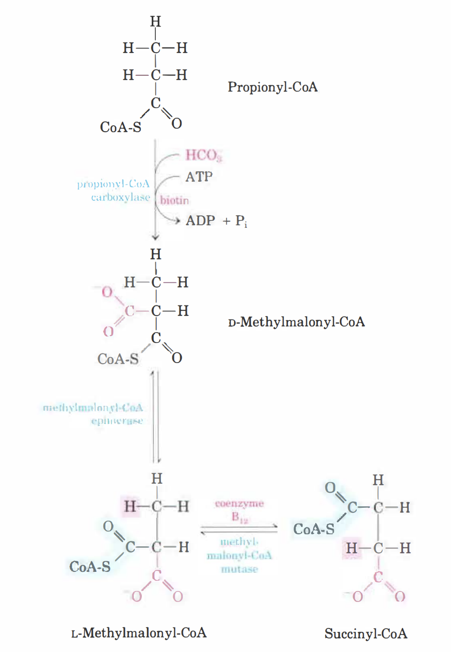 <ol><li><p>Udda fettsyror kommer att bilda <strong>propionyl-CoA</strong>. </p></li><li><p>Den kommer karboxyleras till <strong>metylmalonyl-CoA</strong> med ett karboxylas. </p></li><li><p>Den kommer att isomeriseras till <strong>succinyl-CoA</strong> med ett mutas. </p></li></ol>