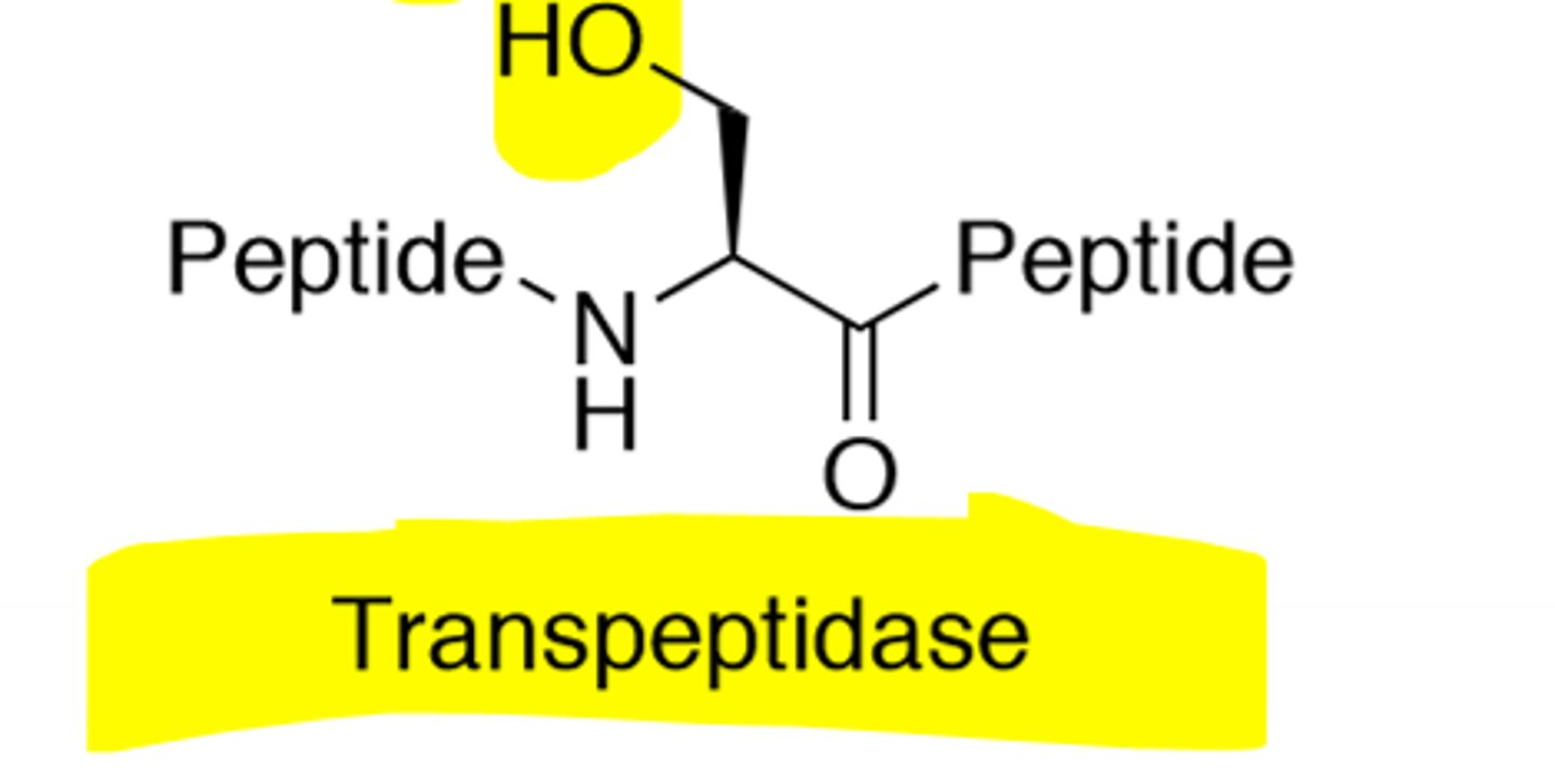 <p>Can also be called Penicillin-Binding-Protein (PBP)</p>