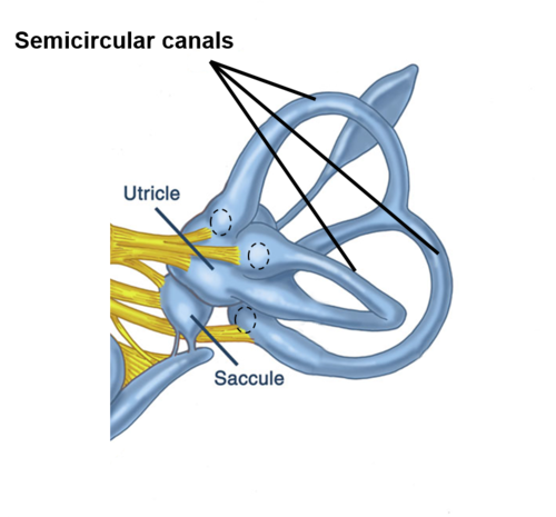 <p>Fluid filled canals in the inner ear responsible for our sense of balance.</p>