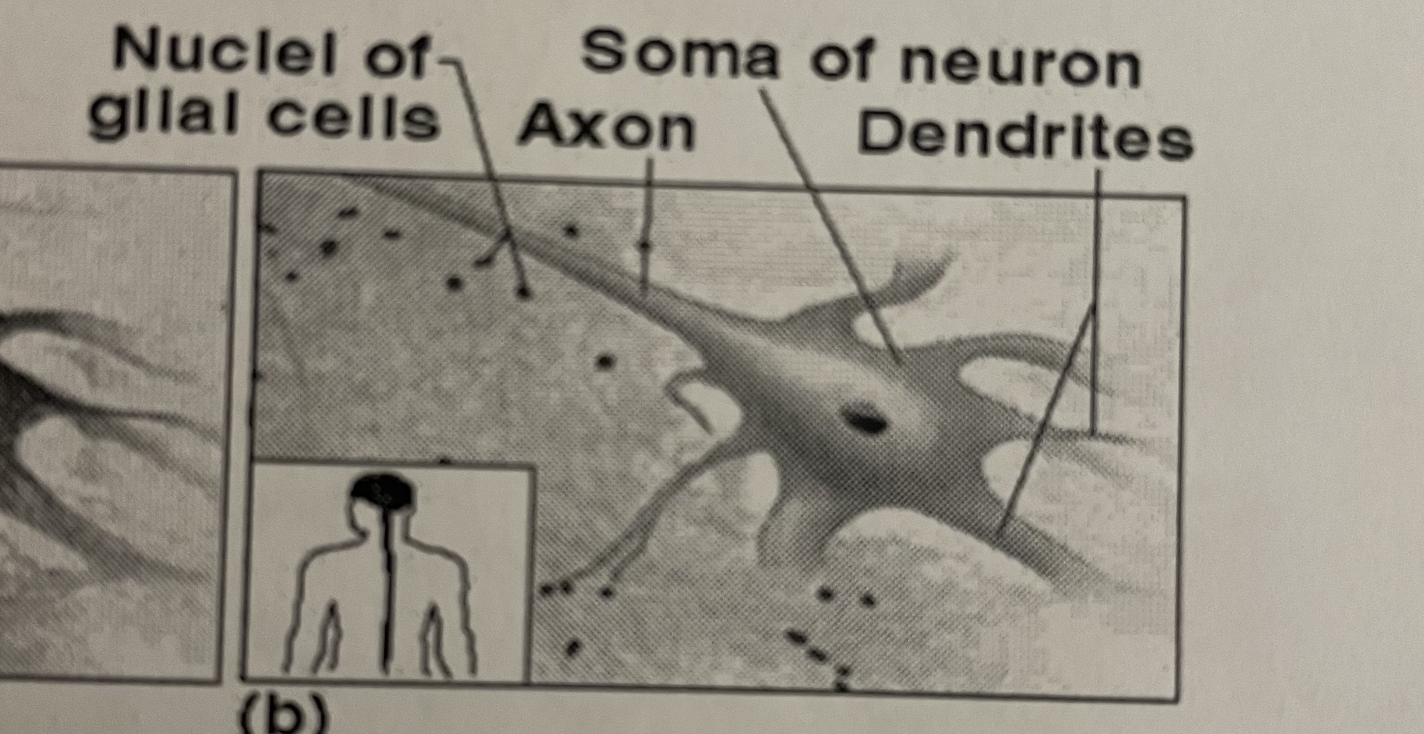 <p>what are the different parts of a nervous tissue?</p>