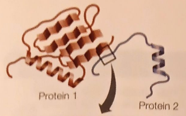 <p>Proteins</p>