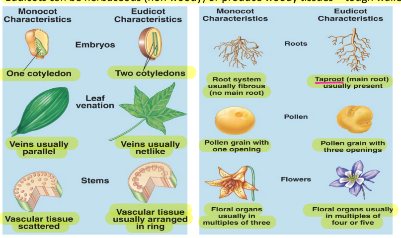 <p>2 big gorups of angiosperms</p>
