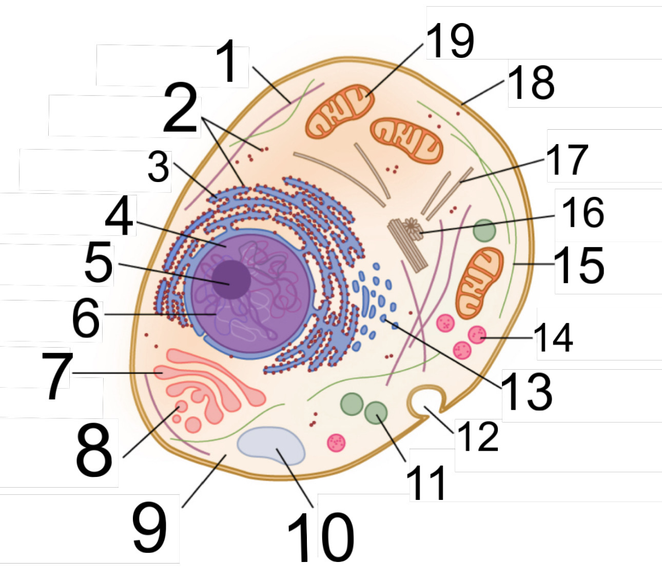 <p>19</p>