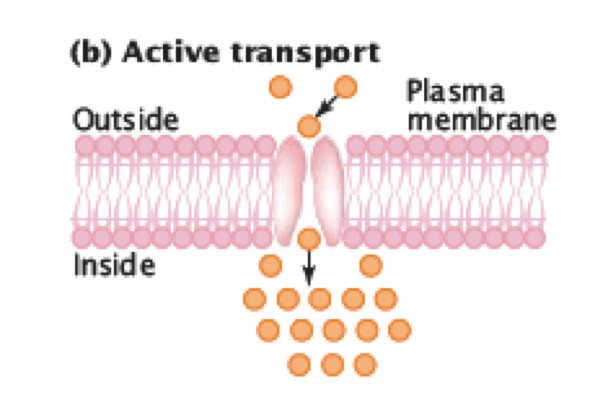 <p>Substances are moved across a membrane <u>against</u> a concentration gradient. It is an active process as it requires energy (ATP). Used to <strong>pump</strong> substances in or out of the cell with specific protein carrier molecules.</p>