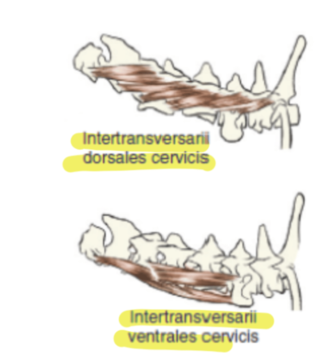 <p><span class="bgP">innervate :</span> dorsal cervical, thoracic, and lumbar spinal nerves</p><p><span class="bgP">function</span> :fixation and lateral flexion of the spine and carry out the lateral mov</p><p><span class="bgP">where</span> : transverses process</p>