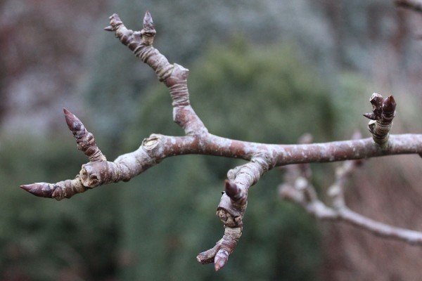 <p>Small trees, simple cremulate/serrate margins, pubescence on petioles and imbricate buds, alternatelyarranged, tangled branches and twisted trunk, spur shoots on older growth, thick/leathery leaves, smooth bark with round lenticels on young bark, scrappy multicolored textured mature bark, commonly root sucker and water sprout, pome fruits&nbsp;</p>