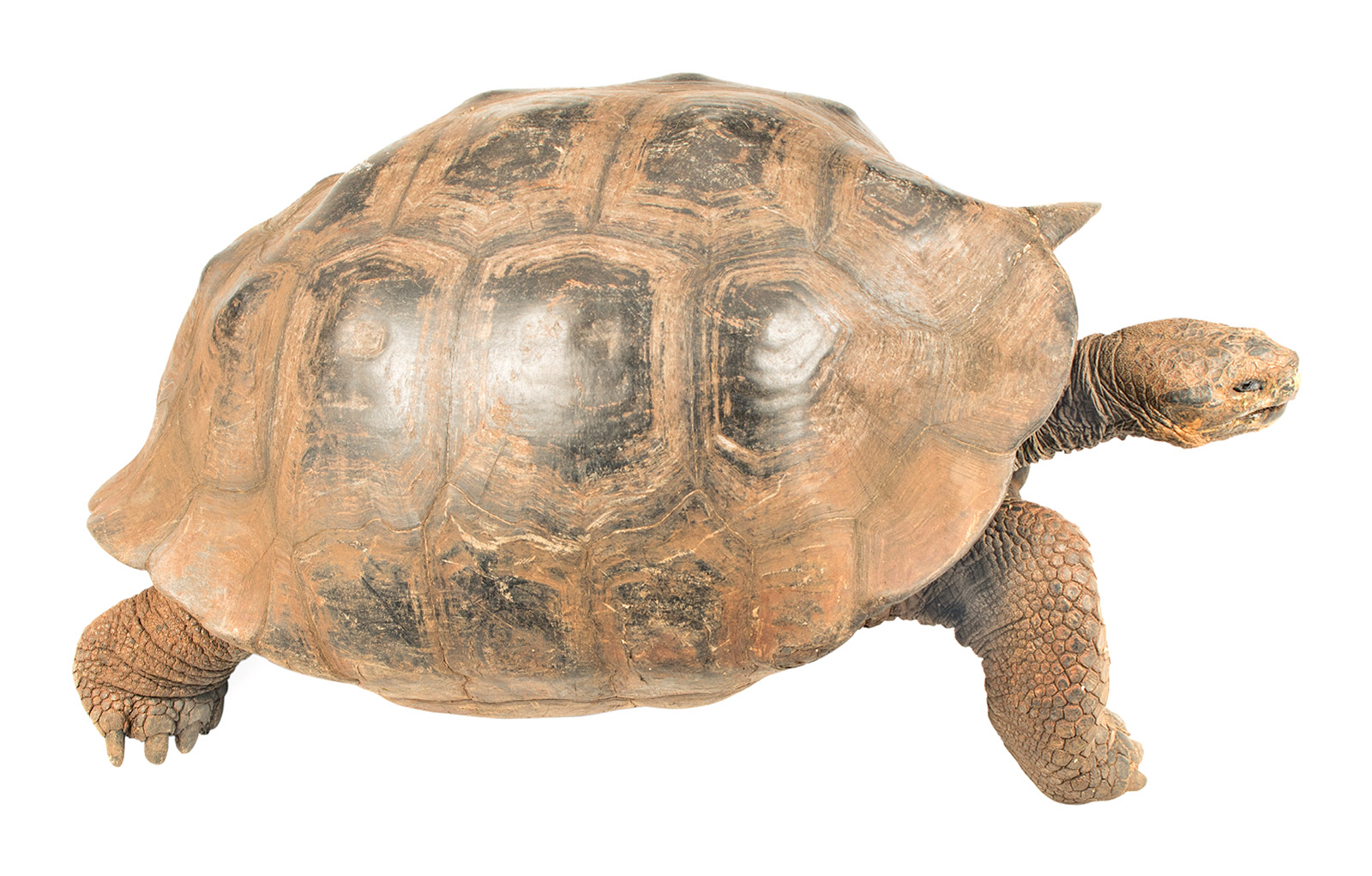 <p>San Cristobal Tortoise </p>