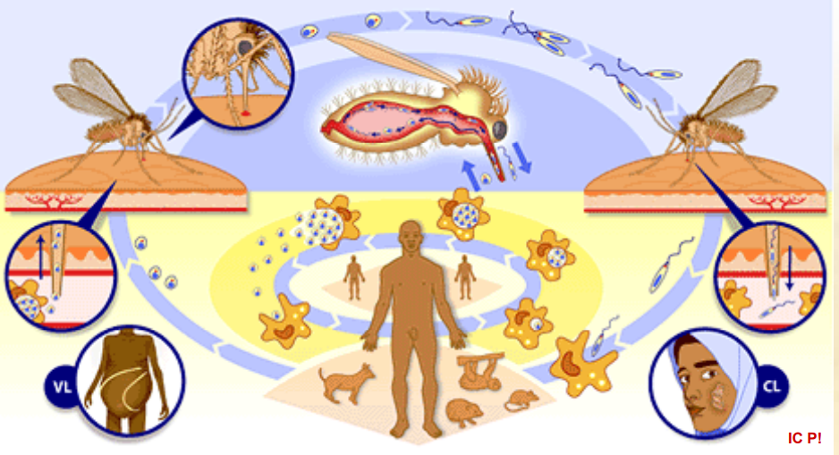 <p>Which parasite does this life cycle belong to?</p>