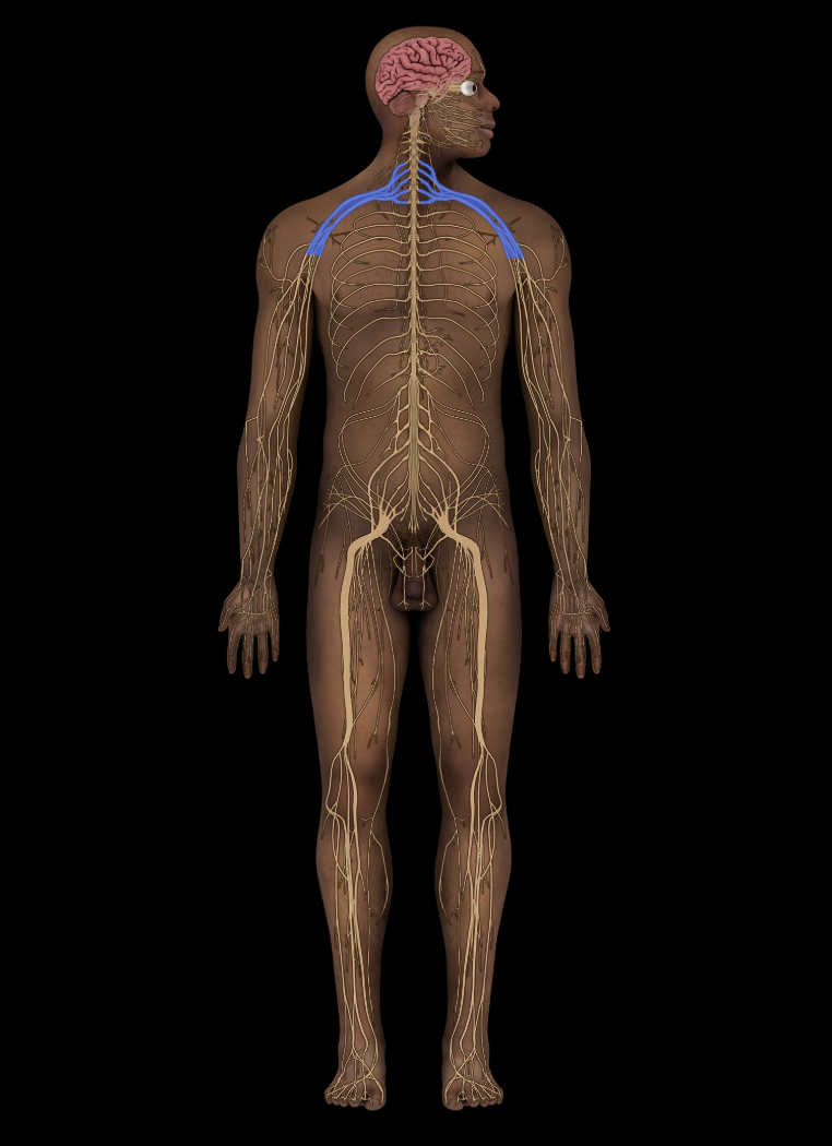 <p>What structure is shown?</p>