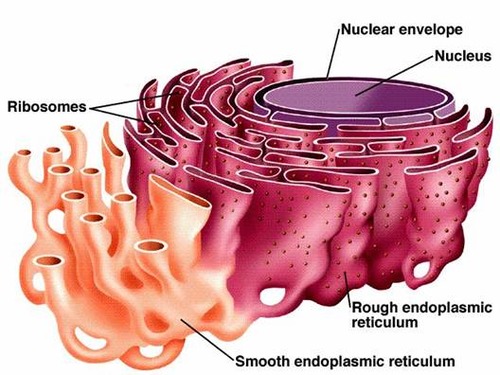 <p>synthesizes and transports proteins. Rough = presence of ribosomes on the surface </p>