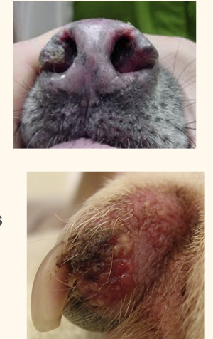 <p>older dogs, median age 10–12 years</p><p>The most common sites and association</p><ul><li><p>Nasal planum—(inflmamation?)</p></li><li><p>Nailbed (subungual)— large breed, dark hair coat</p></li><li><p>Ventrum — UV exposure</p></li></ul><p></p>