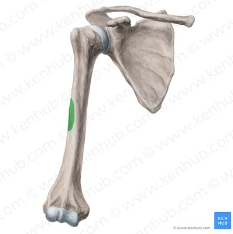 <p>What part of the humerus is this?</p>