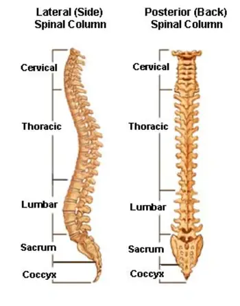 <p>Cervical (neck)- 7</p><p>Thoracic (ribs)- 12</p><p>Lumbar (low back)- 5</p><p>Sacrum (articulates w the pelvic bones)- 5</p><p>Coccyx (tailbone)- 4</p>
