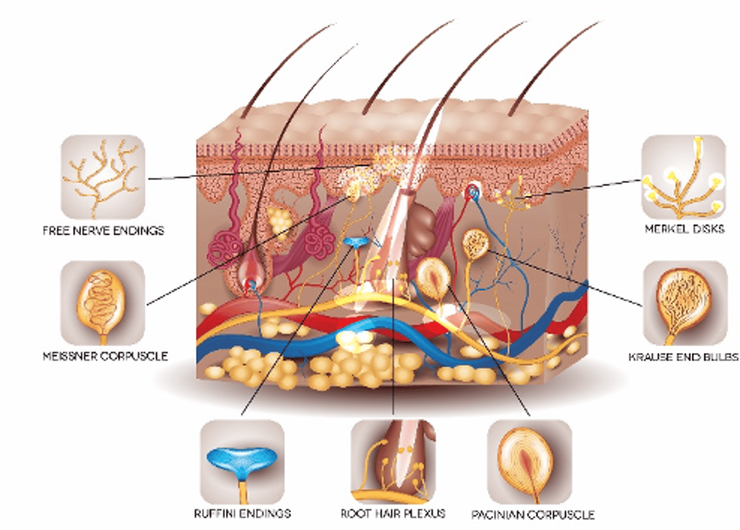 <p>Information gathered by sensory receptors about internal and external changes</p>