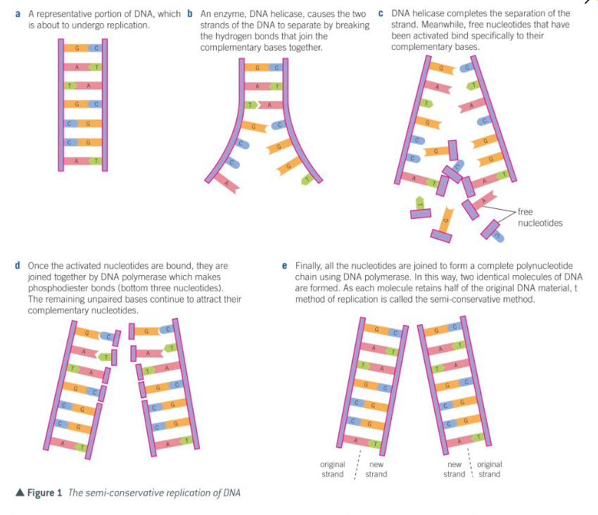 <ol><li><p>DNA helicase breaks hydrogen bonds linking base pairs of DNA</p></li><li><p>double helix separates & unwinds</p></li><li><p>each exposed polynucleotide strand acts as a template - complementary free nucleotides bind by specific base pairing</p></li><li><p>nucleotides joined in condensation reactions by DNA polymerase </p></li><li><p>each of the new DNA molecules contains one of the og DNA strands - ‘semi conservative’</p></li></ol><p></p>