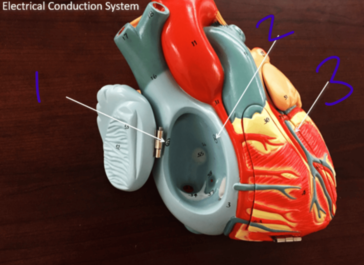 <p>Electrical conduction system 1 - #3</p>