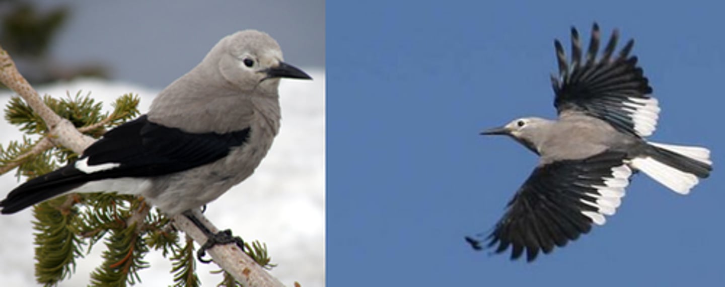 <p>Identification</p><p>- Gray-bodied bird with black wings and white patches, in the crow/jay family.</p><p>Behaviour / Adaptation</p><p>- Feeds on and caches seeds from Whitebark Pine—can store thousands. (A fascinating mutualism between bird and tree!)</p><p>- Has an extraordinary spatial memory — can remember the locations of up to ~10,000 caches for months, even under deep snow.</p><p>- Some seeds not retrieved and grow into new trees—crucial to regeneration for the Whitebark Pine.</p><p>- Well adapted to high elevations and snowy mountain environments.</p>