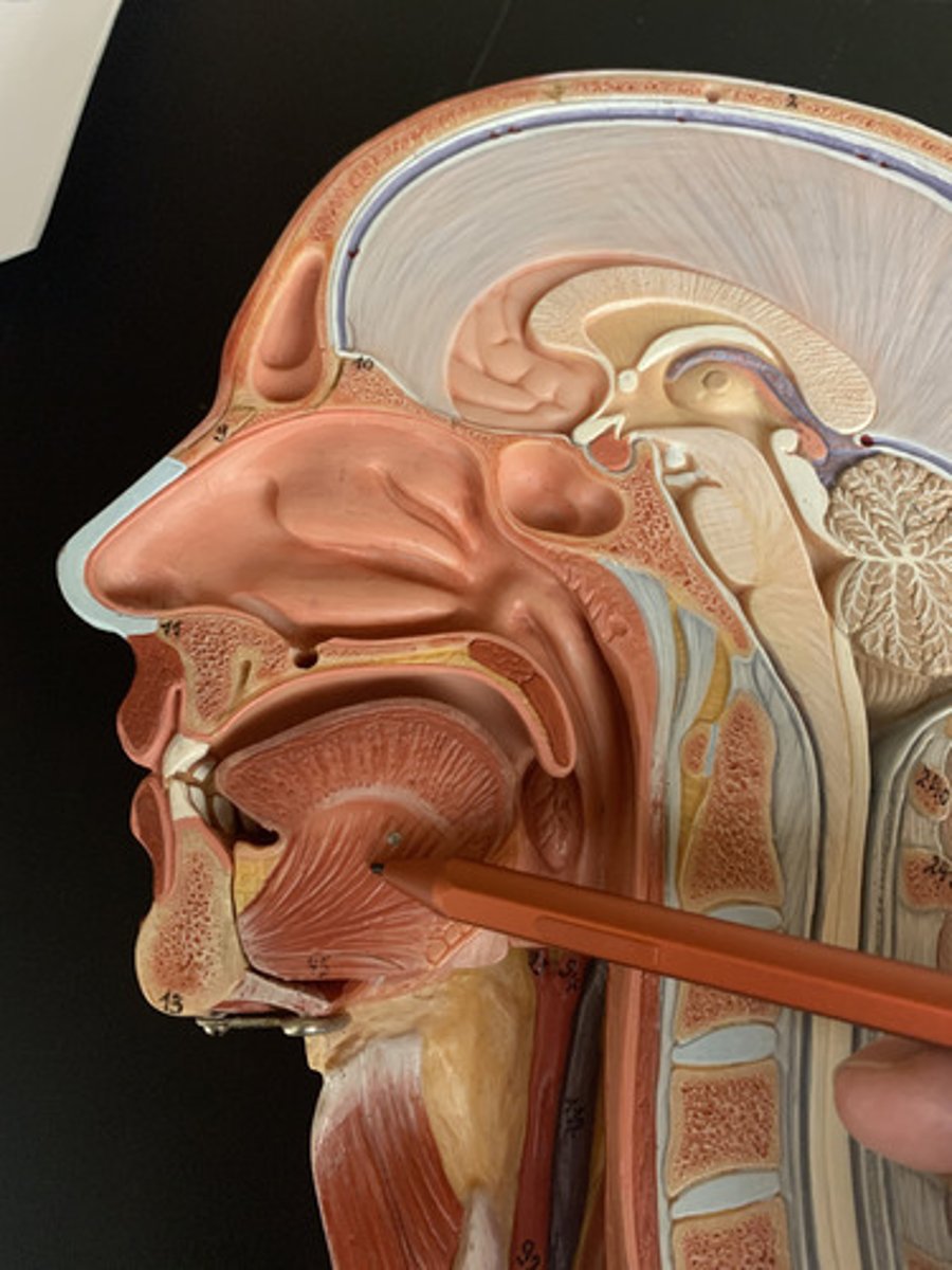 <p>O: Mandible, internal surface</p><p>I: Bottom of tongue, body of hyoid</p><p>A: Protrudes tongue</p><p></p>